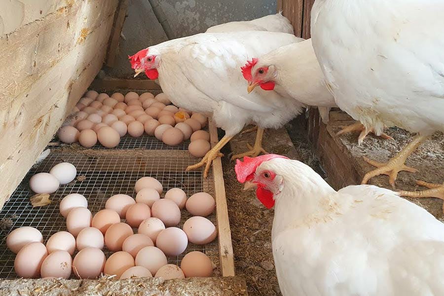 ফের মহামারীর হাতছানি!