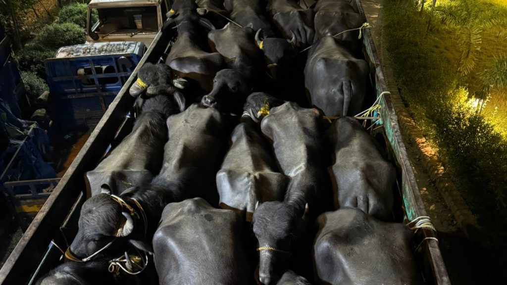 ডাকাতি হওয়া ৪৬ টি মহিষসহ দুইটি ট্রাক উদ্ধার গ্রেফতার ১