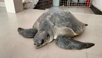 ভোলায় বিরল প্রজাতির ৫০ কেজি কচ্ছপ উদ্ধার