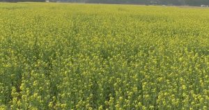 বরিশালে সরিষা ক্ষেতে মধুর নিরব বিপ্লব