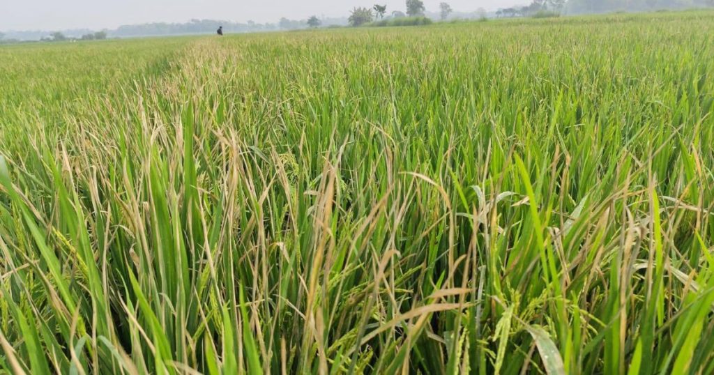 কেন্দুয়ায় বোরোক্ষেতে বিএলবি রোগের আক্রমণ, দুশ্চিন্তায় কৃষক