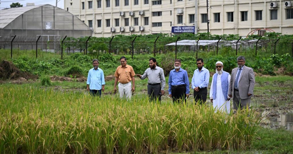 স্বল্পমেয়াদী ও উচ্চ ফলনশীল ‘জিএইউ ধান-৪’ উদ্ভাবনে গাকৃবির সাফল্য